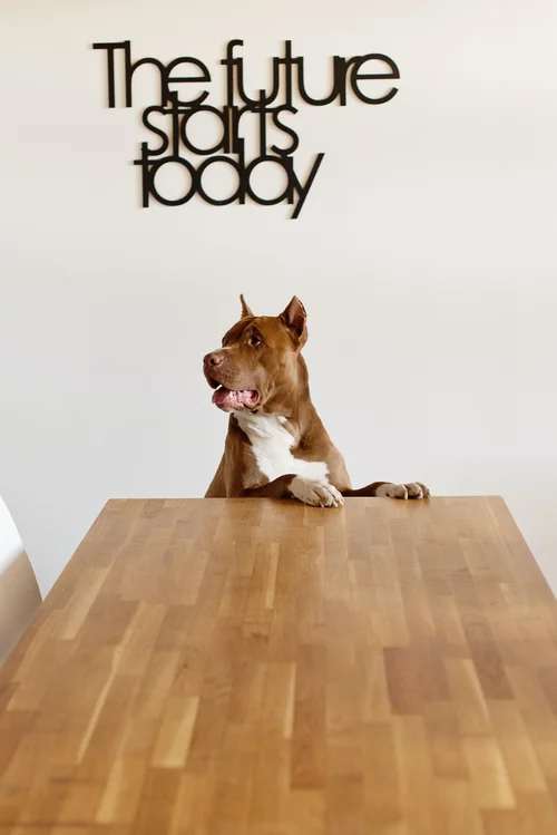 Dog at a table with The future starts today sign in background.